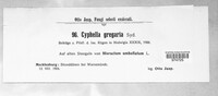 Cyphella gregaria image